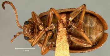 Media type: image;   Entomology 25015 Aspect: habitus ventral view